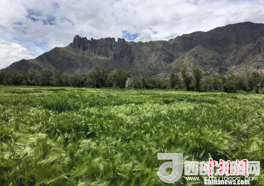 2017年西藏青稞總產(chǎn)量達(dá)到79萬噸，占糧食總產(chǎn)量的77%。圖為西藏青稞?！⊥跤窳?攝