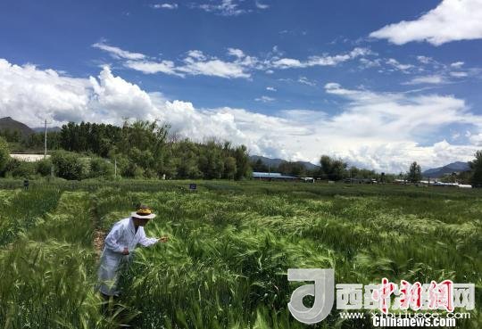 西藏與9家國家重點實驗室合力促青稞增產(chǎn)、牦牛育肥