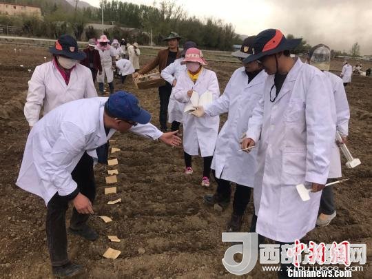 圖為研究員實地調(diào)研青稞生長土壤?！⊥跤窳?攝