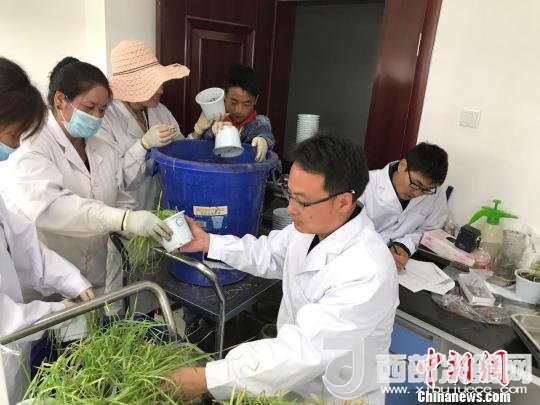 圖為研究員正在調(diào)查青稞感染白粉病情況?！⊥跤窳?攝