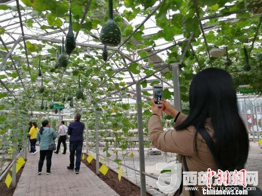 山西省郵政管理局積極推動“一市一品”農(nóng)特產(chǎn)品進(jìn)城項目。 資料圖 楊杰英 攝