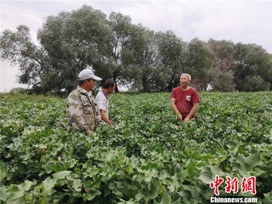 遠改忠在棉花地里為連隊職工分享種植經(jīng)驗。　安媛杰 攝